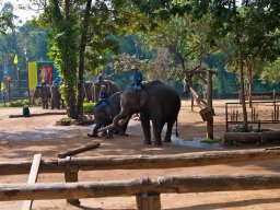 Thailand2009-Elephant_School-014